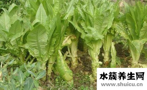 莴苣的功效与作用禁忌