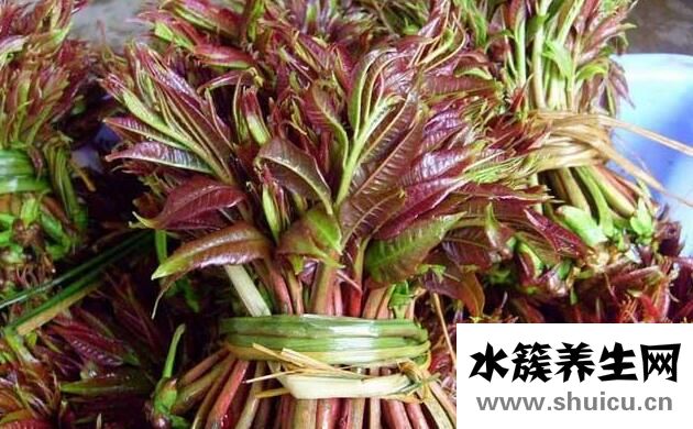 吃香椿的禁忌