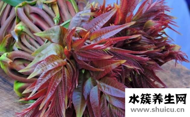 吃香椿的禁忌