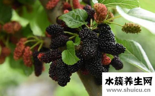 肾阴虚吃什么补最快