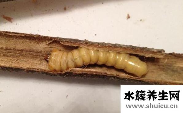 斗米虫有什么功效？斗米虫的功效与作用