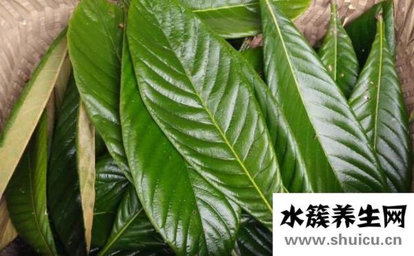 枇杷叶煮水能止咳吗？枇杷叶煮水的功效