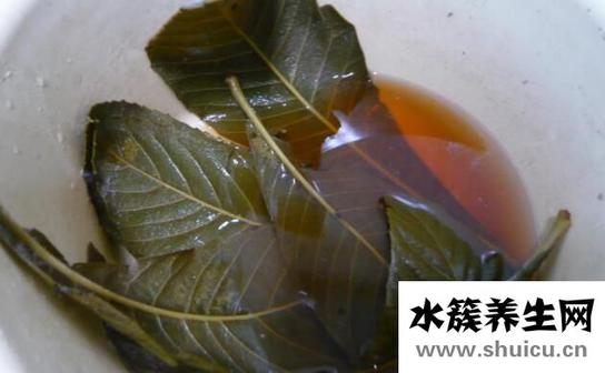 枇杷叶怎么煮水止咳