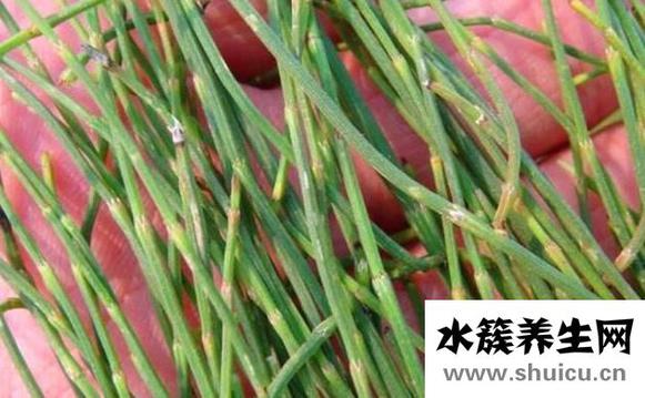 节节草有什么作用？节节草的功效与作用
