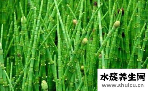 节节草能治什么病
