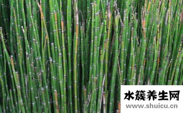 节节草能治什么病