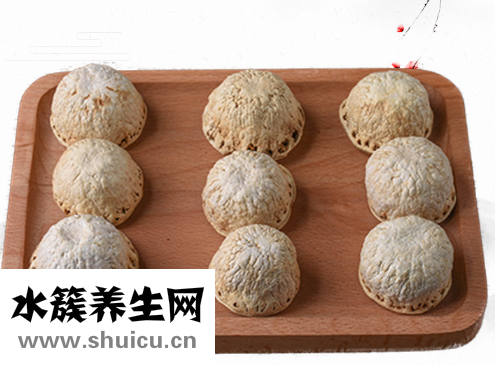 厚鳞柯