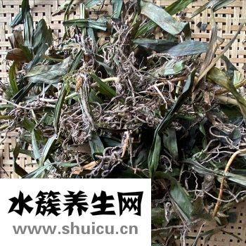 万年青的功效与作用