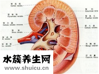 左肾囊肿患者来说，吃什么比较好呢？