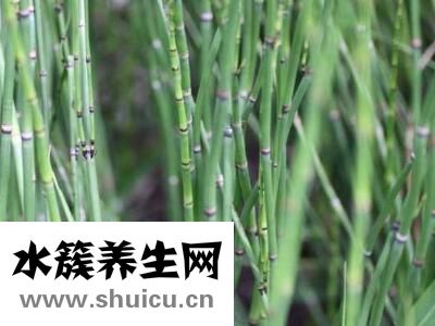 木贼这一味中药，不同的功效作用有哪些？