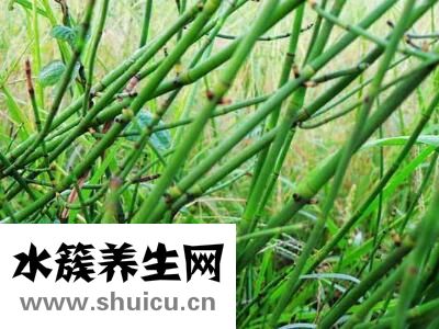 木贼的功效与作用