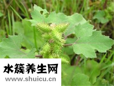 治疗痛风最有效的方法，治疗脚痛风的小偏方