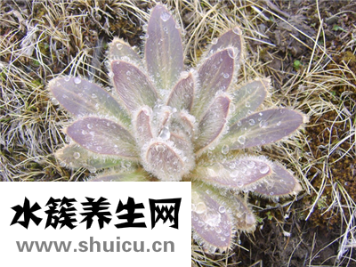 新疆天山雪莲价格多少钱？它的价格到底是多少呢？