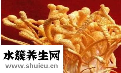 蛹虫草的功效和作用到底有什么区别？
