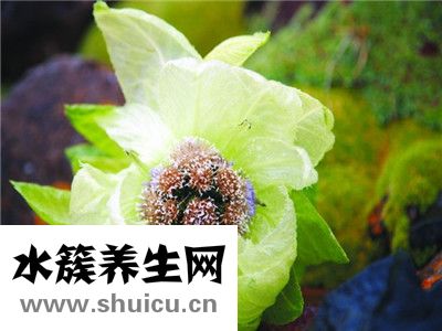 新疆天山雪莲