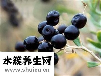 枸杞可以泡酒吗
