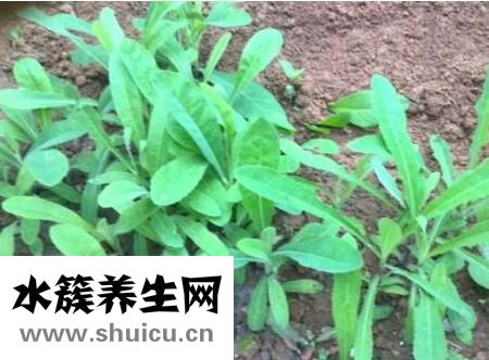 苦麻菜的功效与作用