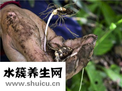 草河车别名