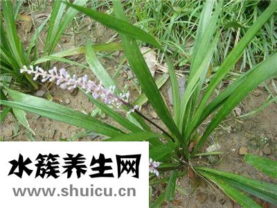 沿阶草