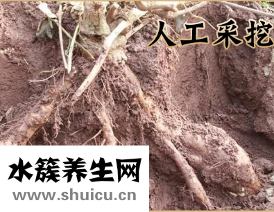 柴葛根