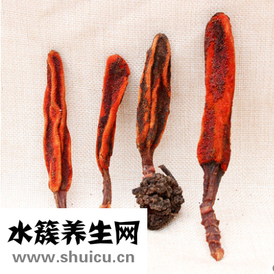 回春草的功效与作用