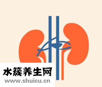 肾不好怎样调理 教大家正确调理好肾