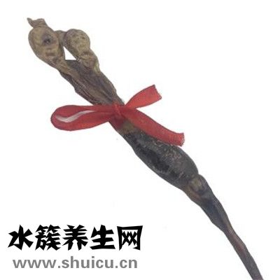 中药海狗肾
