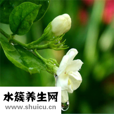 降血糖茶