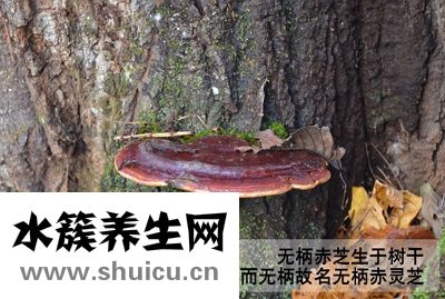 野生灵芝的功效与作用