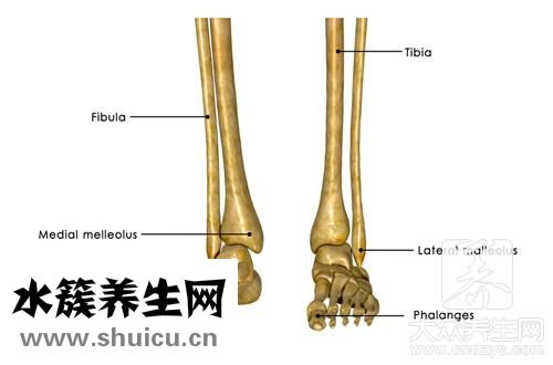 跖骨骨折愈合时间表