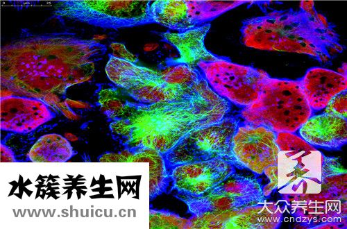 癌细胞特点