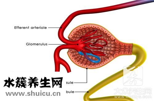 估算肾小球滤过率