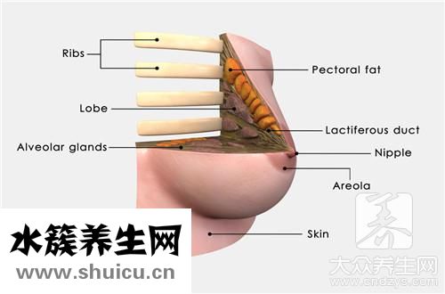 乳腺实性结节是什么