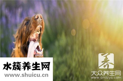 狂犬病会传染吗