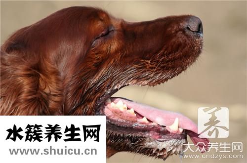 狂犬病会传染吗