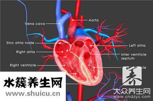 三尖瓣反流治疗