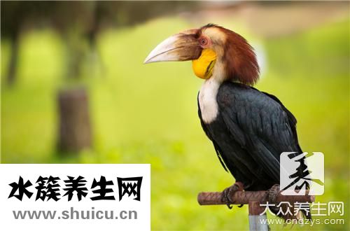 声带恢复