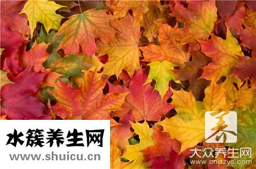 松树叶同