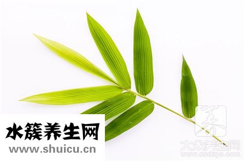 松树叶同