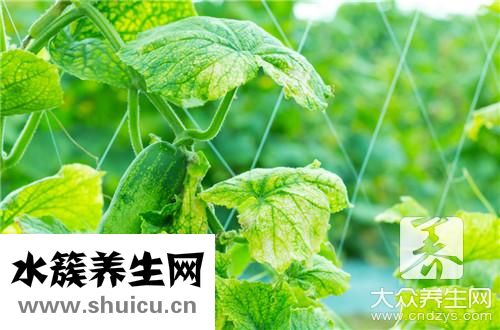 常春藤和常青藤一样吗