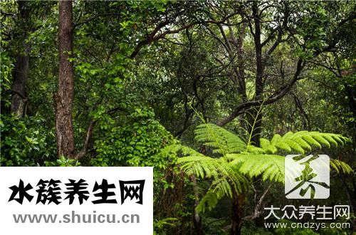 常春藤和常青藤一样吗