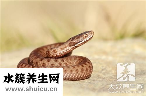 壁虎特点