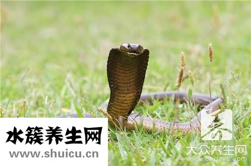 壁虎特点