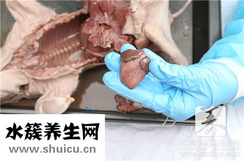 猪肚鸡汤
