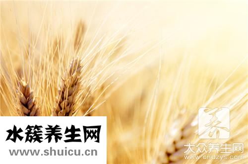 大麦若叶功效与作用