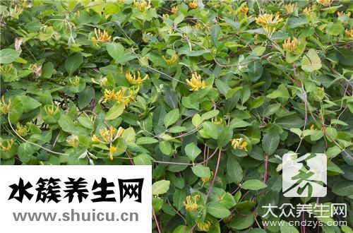 金银花可以吃吗