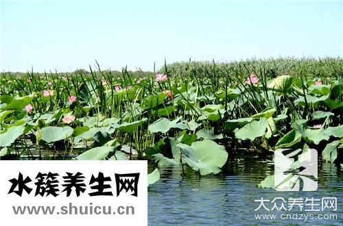 莲藕功效与作用禁忌