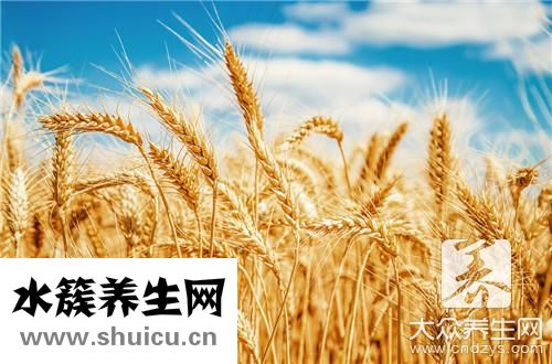 大麦若叶功效与作用