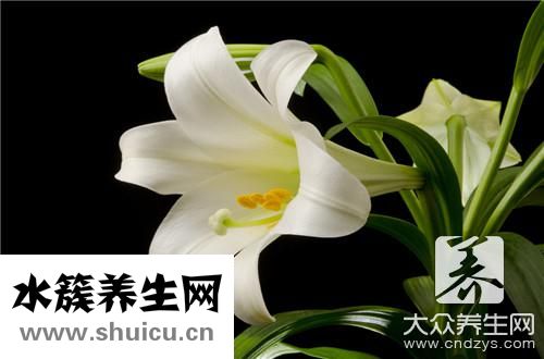 冰糖梨水功效与作用