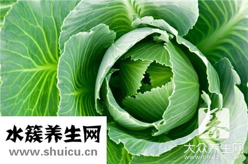 卷心菜和包菜区别